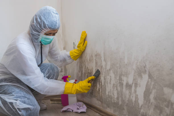 Certified Mold Removal in Rich Hill, MO